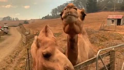 Two Camels Crush On Owner In Desert