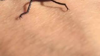 Dragonfly friendship