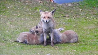 Mama Fox and Her Hungry Pups