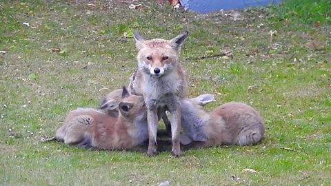 Mama Fox and Her Hungry Pups