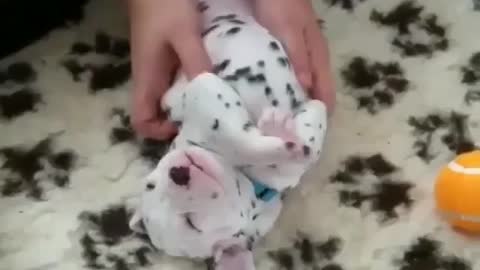 baby dog
