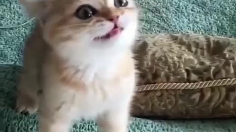 Cuty cat reaction.