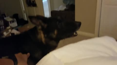 German Shepherd Throws a Temper Tantrum