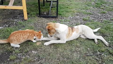 Cat & dog fun fight - love is all around!😁😀