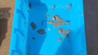 Nature shorts: Baby #crabs with soft shells chasing around, #beach #sand