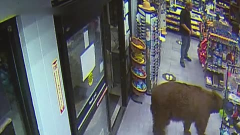500-POUND Brown Bear REPEATEDLY Steals Candy from Gas Station CA, USA