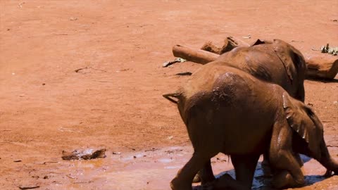 BABY ELEPHANTS HAVEING FUN