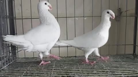 Most Beautiful Bird White German Beauty homa