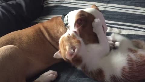Cachorro y gatito comparten un momento conmovedor juntos