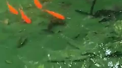 Little goldfish are playing