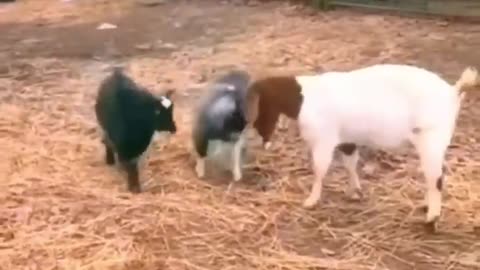 Funny animals 😄hub,funny animals club youtube, 🤣, funny animals dancing 💃😄, funny animals fighting