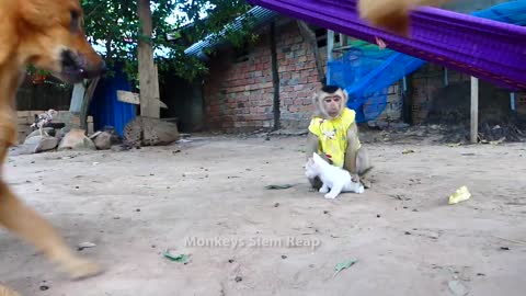 All together, mixed together and happy. Monkey, cat and dogs.