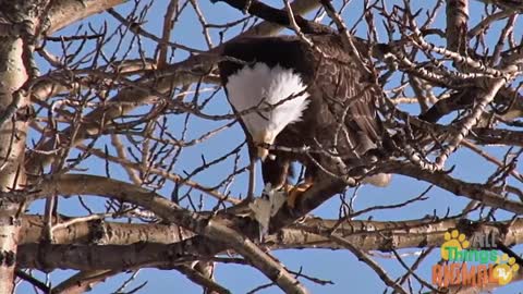 BALD EAGLE