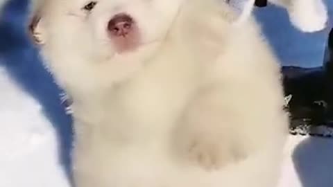Adorable Puppy Holding Mom Hand
