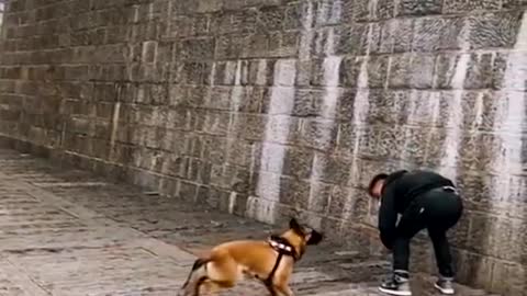 Dog video dog jumping video