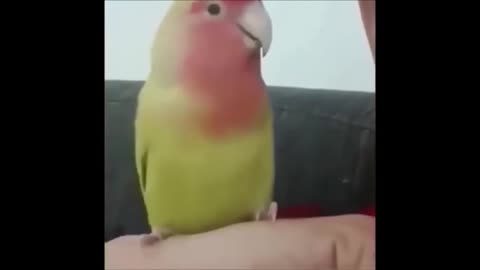 sneezing parrot 2
