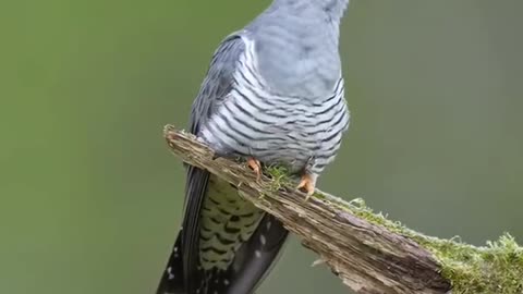 Standing on the branches of the cuckoo cuckoo cry is this to remind what