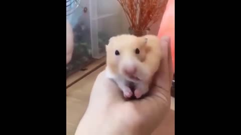 That greedy hamster eat it all at once