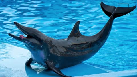Interesting facts about striped dolphin by weird square