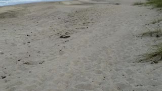 Jensen beach