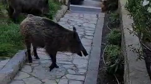 Instead of keeping the residents guarding the Boars