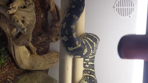 A carpet python's search for girls