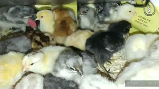 Hatching Chicks