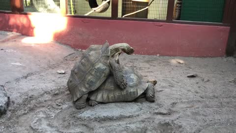 100 year old tortoise gets lucky