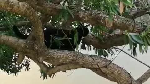 Cat in the tree