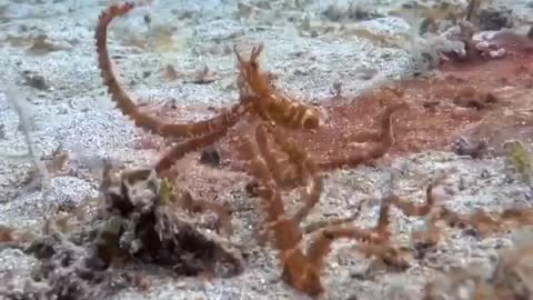 Mimic octopus