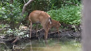 Mom takes newborn fawn to the river