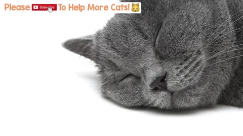 Calming Music for Cats with Anxiety! Deep Soothing Music for Anxious, ill and Stressed Cats!