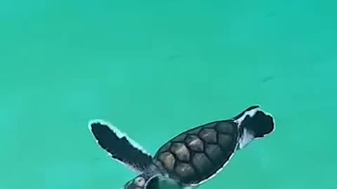 Turtle enjoying a swim 😍