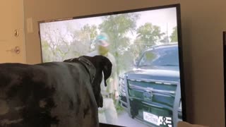 Service Dog: Yes, I Watch Dogs on TV (And Webcam too!)