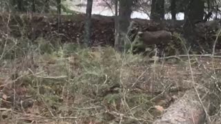 Deer Walks Around With Broken Neck