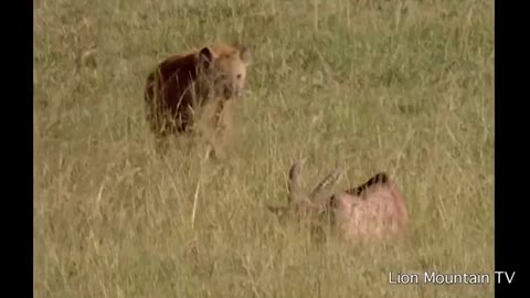 Hyena hunting sleeping Topi on the Savannah | CLASSIC WILDLIFE