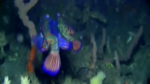 MandarinfishMandarinfish.Mandarin fish,Mandarinfish.Mandarin fish,Mandarinfish