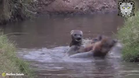 Creepy Moments Hyena Cannibals