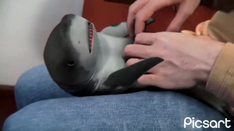 Surprised Baby Shark 🐳