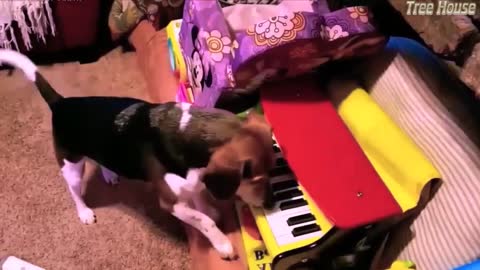 Funny & Talented Dog Singing on Piano - Just like humans