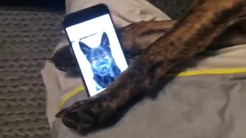 Brown dog sleeping with phone open on photo of dog