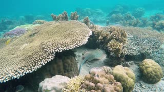 Underwater Dreams - coral reef