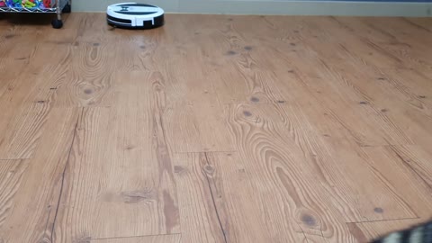 Raccoon walks up to the robot vacuum cleaner and runs away.