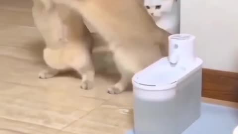 #😆Funny cat😆#" funny cat video#"@❤️ two cat funny videos ##🤜🤛cat fight##:*!!.....