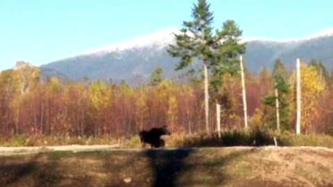 Moose in NH