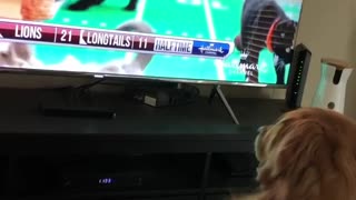 Golden retriever watching tv looking at kittens