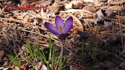 Flowers in the Yard