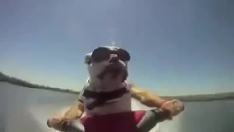 Funny Dog Jet skiing bulldog