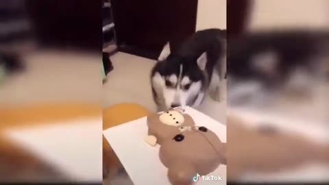 Cat Reaction To Cutting Cat Cake | Funny Dog Cake Reaction Compilation