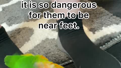 Why pet birds shouldn't play on the ground
